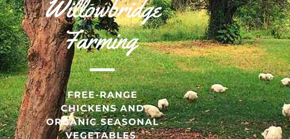 cropped Willowbridge Farming free range chickens banner 1