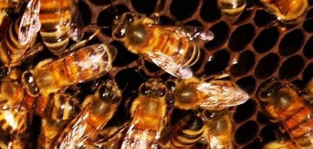 cropped Raw Local Honey Helderberg banner