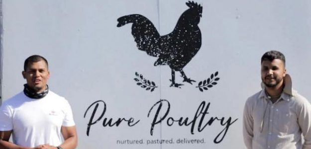 cropped pure poultry free range chicken banner