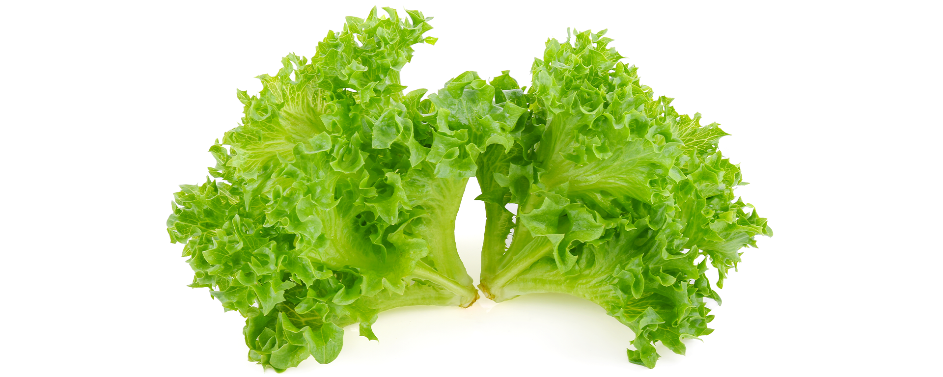 Lettuce