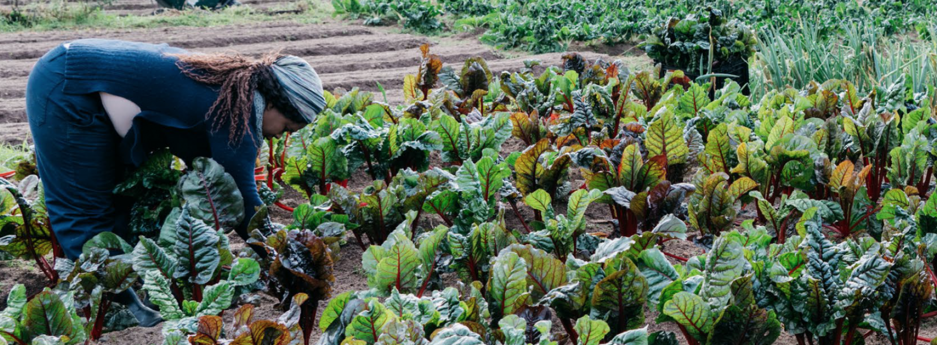 Living Soils Community Learning Farm in Stellenbosch